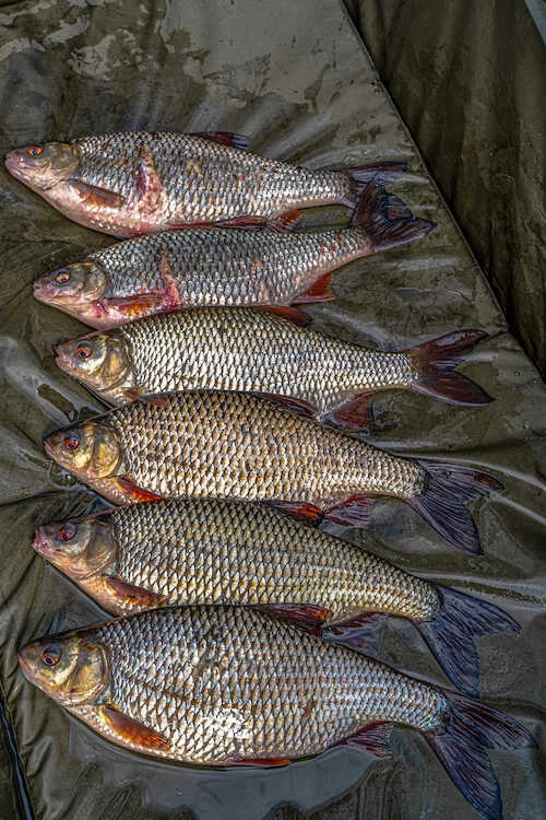 Korum Supa Lite Fast Mat XL Onthaakmat 1 Korum Supa Lite Fast Mat XL Onthaakmat