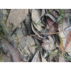 Korda Kamo Rig Tube Camouflaged Weed