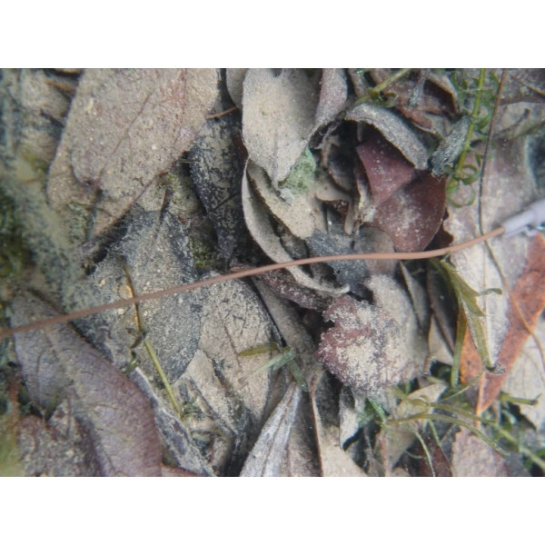 Korda Kamo Rig Tube Camouflaged Weed 1 Korda Kamo Rig Tube Camouflaged Weed