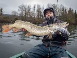 Fox Rage Replicant 18cm 7" Wobble 90g UV Bright Perch -Fishing Verkoop ff1fcafca8f2c5f2